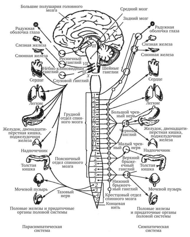 Парасимпатическое ядро спинного мозга. Схема симпатической и парасимпатической нервной системы. Симпатическая нервная система анатомия схема. Строение симпатического отдела вегетативной нервной системы схема. ВНС строение анатомия физиология.